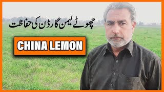 HOW TO PLANT CHINA LEMON GARDEN Complete Information | China Lemon Plant Care