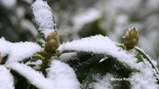 Snow Dec 2015 Mountain Park