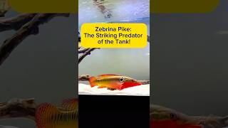 Zebrina Pike: The Striking Predator of the Tank! AquaVerse #zebrinapike #predatorfish #shorts