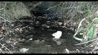 Screech Owl Hunting       WL Cam 1              10 10 2014