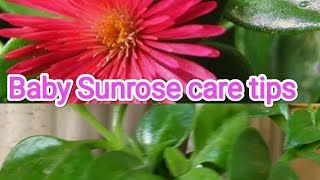 Baby Sunrose care tips / baby Sunrose/ baby Sunrose plant in hindi/ baby Sunrose कैसे लगाएं