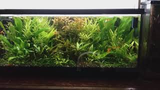 30 gallon Walstad tank (no co2 or ferts added)