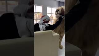 Man cuddling with a lion