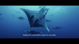 Manta Conservation Experience | An experience with a purpose!