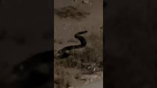 اضخم صل اسود ( ثعبان ) في السعوديه 😳🐍