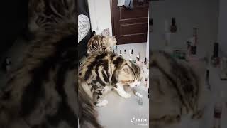 Tantangan Buat Si Kucing,Cute-cat