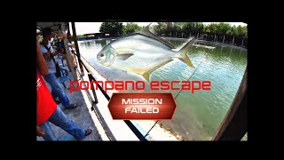 pompano fish escape #kolam gansaan