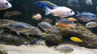 Aulonocara Cichlids Fish tank