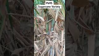 रोग मुक्त गन्ना वैरायटी Pb 95#sugarcanevariety#sugarcanefarming #trendingshorts#viralshorts#viral