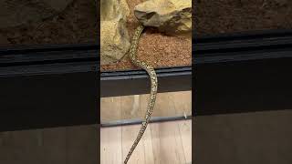 💎 ANERY 87.5% SD Retic #shorts #snake #pets #python #animals #reptiles