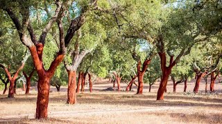 The Life Cycle of a Cork Oak | Modern Agricultural Planting and Harvesting of Cork Oak Trees