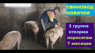 7 месяцев откорма свиней на  горохе. 3 группа откорма. Обмер свиней. Свиноводство.