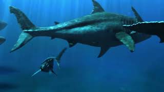 Beware of these Sharks 🦈Strange Sharks | Shark Video