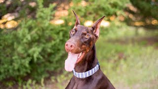 Managing the Doberman Pinscher's Territorial Instinct