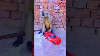 Wow baby monkey play car #monkey #viral #shorts