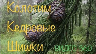 Кто за грибами, кто по ягоды... А мы кедр колотить