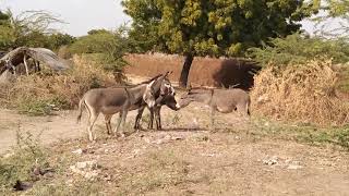 Donkey talking with each other in desert.