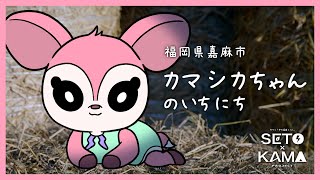 【SETO×KAMAプロジェクト】カマシカちゃんのいちにち