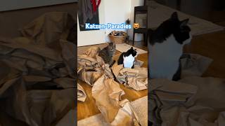 Cute Cat Chaos 🙀😹lustige Katzenvideos 😻 #shorts #cats