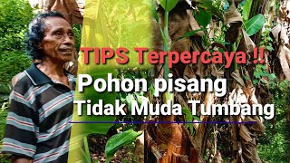 Cara tanam pohon pisang agar pohon tidak muda tumbang