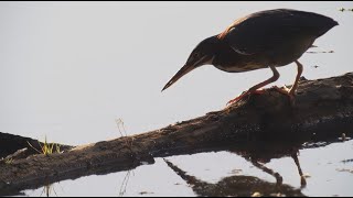 Green Heron, 9/16/2023 (HD)