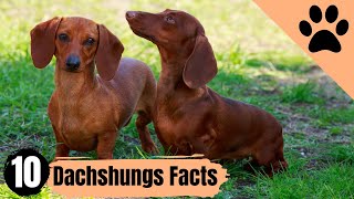 Dachshunds Top 10 Facts