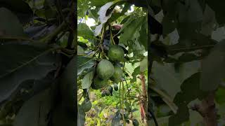 Avacado Garden#