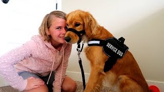 What Service Dog Training REALLY looks like!