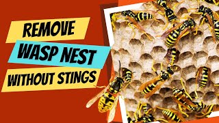 How to Get Rid of A Wasp Nest Without Getting Stung?