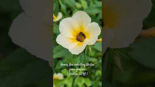 Honey Bee collecting nectar|Shot in Samsung S21FE |#shorts