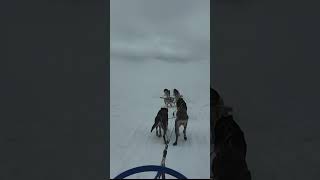 DOG SLEDDING IN A GLACIER. ALASKA CRUISE 2024. #alaskacruise #NCLJEWEL #NCL #GLACIER