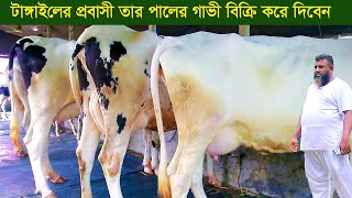 টাঙ্গাইলের প্রবাসি তার পালের গাভী বিক্রি করে দিবেন dairy farm