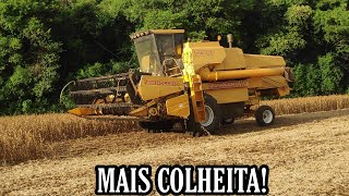 Mais uma lida da colheita, chuva atrapalhou!