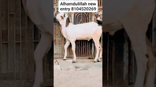 Masha Allah top quality Kota male goat #goatfarming #qurbanicollection #animal