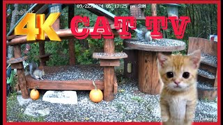 Cat Tv Dog Tv 4K Chipmunks , Squirrels and birds #cattv #squirrel  #birds