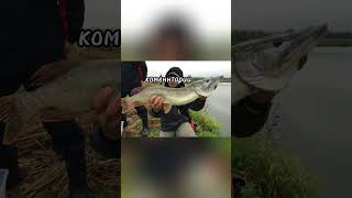 #youtubeshorts #carpfish #fishing #лето2024 #fish #рыба #carp #сом #реки #рекомендации #рыбный #рек