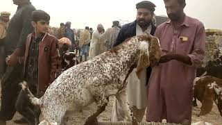 Goat Farming | machiwal mandi | machiwal Bakra Mandi ki update | goat farming Pakistan