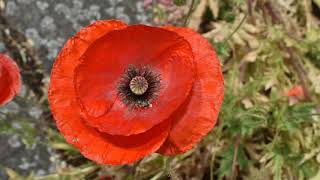 Poppies in Albany