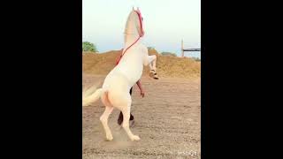 Horse Dance