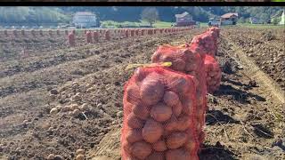 Nuk kanë treg për patate: Duhet ta hedhim, shteti nuk na ndihmon fermerët e Bllacës ...