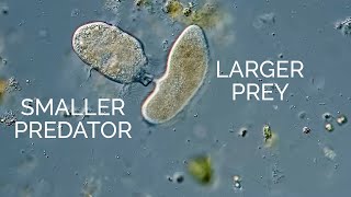 Single-celled Didinium Eats a Paramecium