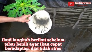 Cara melepas bibit ikan di kolam terpal agar tidak stres