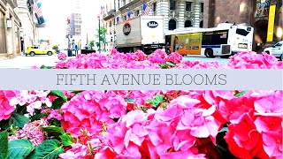 Fifth Avenue Blooms, a walkable flower installation by floral designer Sachi Rose 4K Ultra HD