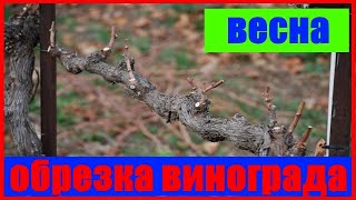 весенняя обрезка винограда обрезка винограда виноград #виноград #обрезка #винограда #какобрезать