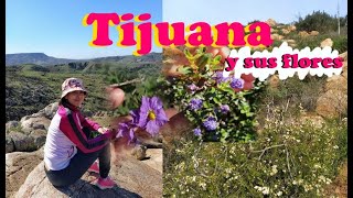 Las Flores de Tijuana| Rancho Casián| Senderismo y plantas