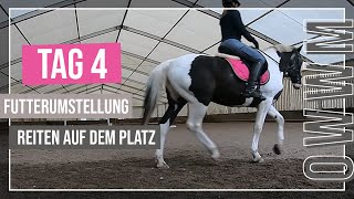 Einkaufen & DM-HAUL | Futterumstellung | Reiten auf dem Platz | Tag 4 One week with me