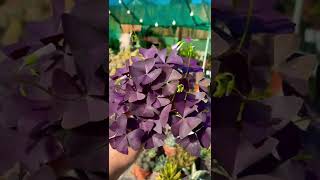 Purple Shamrock Succulent - Bướm Tím