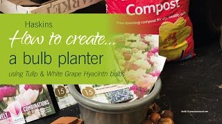 How to Create a Tulip & White Grape Hyacinth Bulb Planter - Haskins how to #5