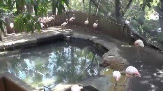 Los Angeles Zoo Flamingos In Aviary