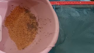 Tilapia Broodstocks Management(Episode 6): Washing of eggs